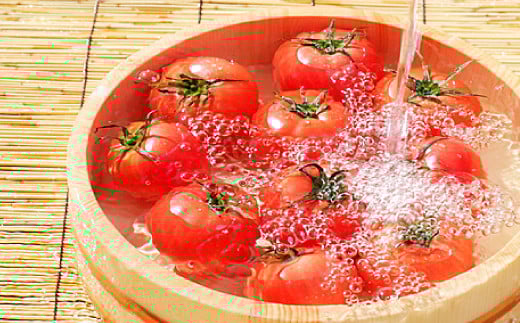 
[夏作]朝採れトマト4㎏(20玉前後)【先行予約 夏作 朝採れ トマト 4kg 20玉前後 野菜 桃太郎トマト 早期予約 季節限定 期間限定 旬】
