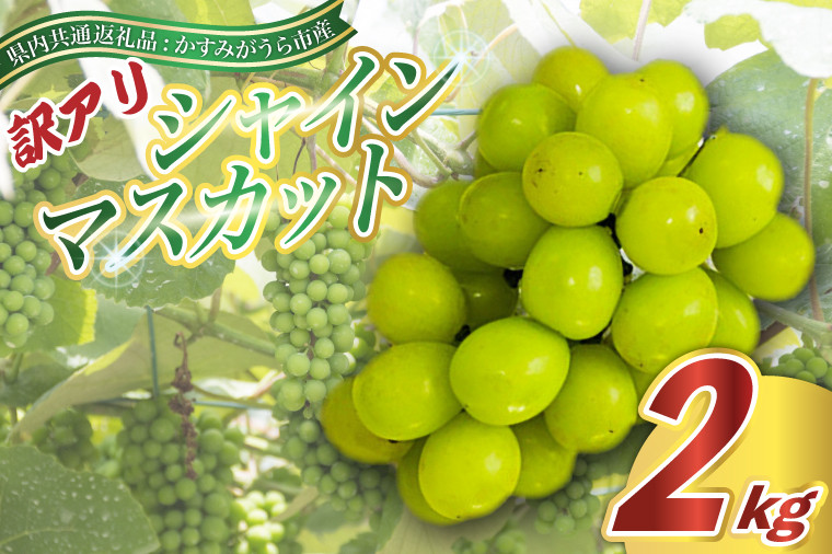 
                  訳あり シャインマスカット 約2kg ＜2026年9月より順次発送＞ (県内共通返礼品:かすみがうら市産)  先行予約 ぶどう ブドウ 葡萄 フルーツ 茨城 新鮮 (BR076)
                