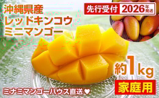 
            【先行受付】【2026年発送】ミナミマンゴーハウスの赤金煌(レッドキンコウ）ミニマンゴー約1kg 【家庭用】- 先行予約 沖縄県産 産地直送 南国フルーツ 旬の味覚 希少種 希少栽培 ご自宅用 オススメ 沖縄県 八重瀬町
          