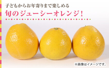 【先行予約】ジューシー オレンジ 約10kg 果物オレンジ柑橘ZBG012