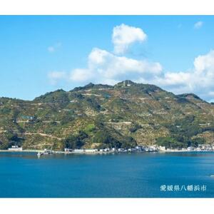 【創業85年 親子4代 愛媛みかん 一筋】愛媛八幡浜産 極早生みかん 5kg【C20-43】【1594908】
