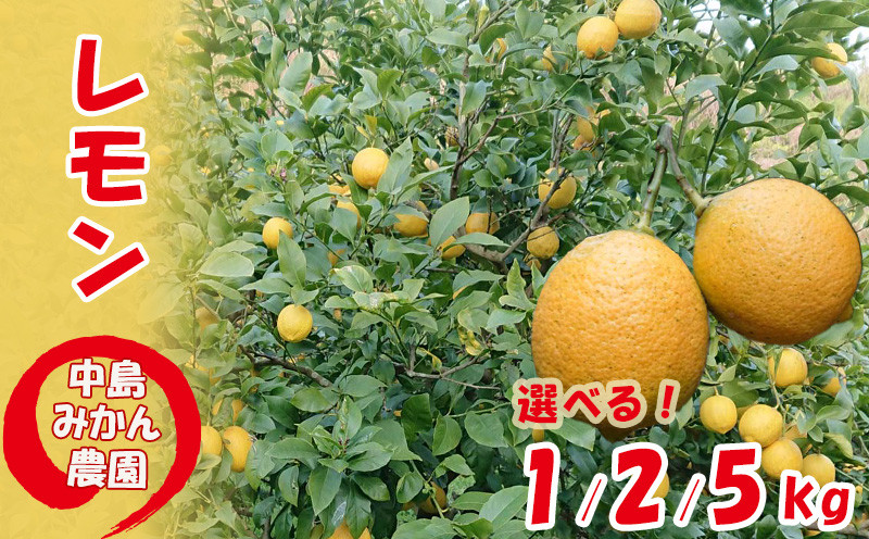 
            【2025年10月から発送】家庭用 レモン 選べる 容量 約 1 kg  2kg  5kg  中島みかん農園  ｜訳あり レモン 先行予約 レモン 檸檬 レモン フルーツ レモン 愛媛県産 レモン ビタミン レモンサワー ジュース チューハイ レモン 国産レモン 松山市産レモン 愛媛県産 はちみつ漬け レモン レモネード 柑橘 国産レモン 選べる 容量 約 1 kg  2kg  5kg レモン
          