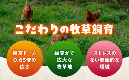 天心山 たまご 10個（10個入×1パック） 卵 たまご 高級 食品 たまごかけご飯 卵かけご飯 卵焼き 生卵 濃厚 ケーキ お菓子 づくり ランキング 上位 人気 おすすめ 　広島県福山市/天心山フ
