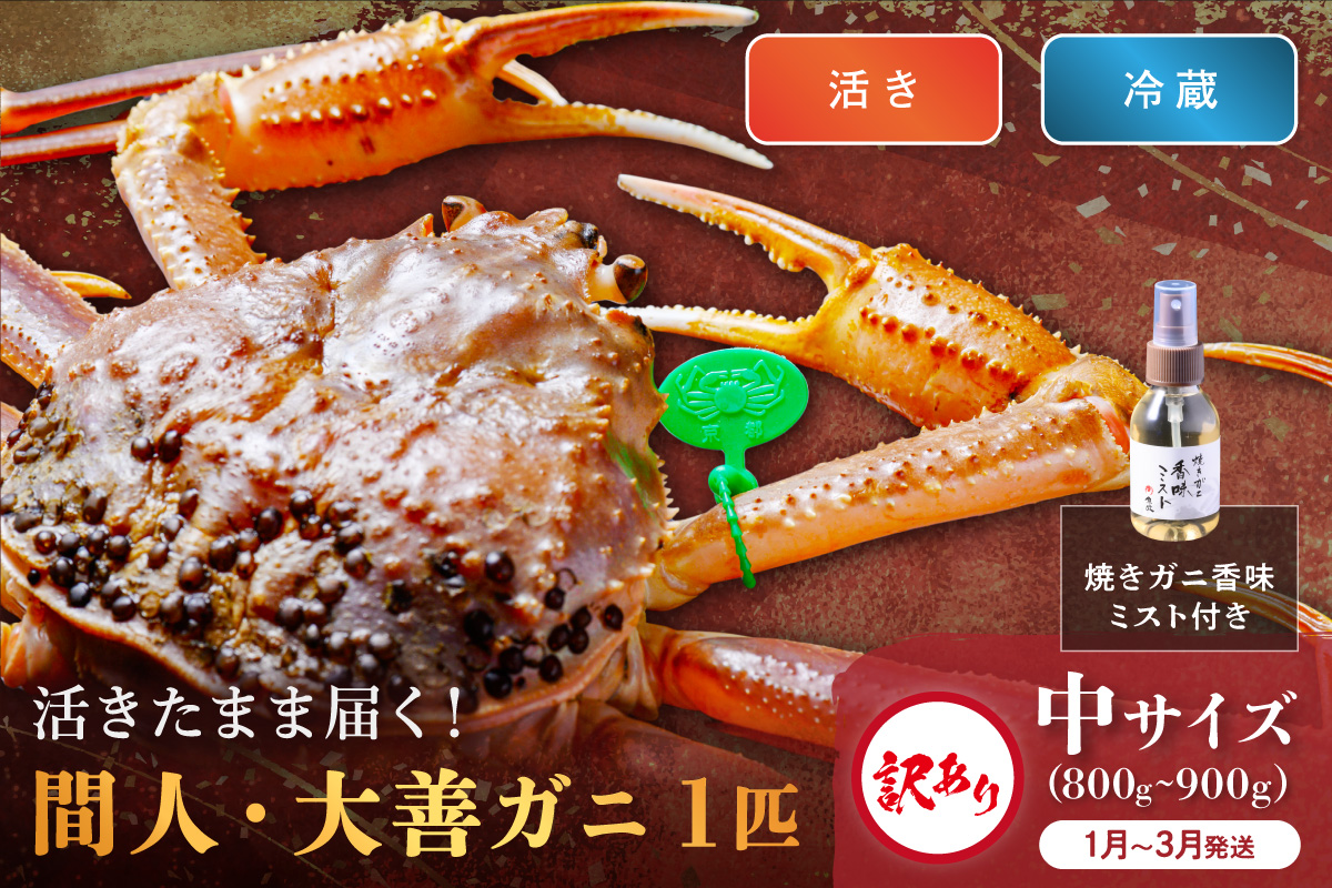 訳あり　【蟹の匠 魚政】京丹後市産 活きたまま届く！　間人ガニ大善ガニ　中サイズ  (800～900g) 1匹　香味ミスト付き(1月～3月発送）　UO01409