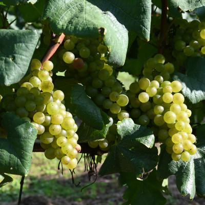 ふるさと納税 高山村 〔サントリー〕 高山村 シャルドネ 2023　750ml |  | 03