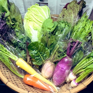 【全4回定期便】那須ブランド 那須高原野菜セット（隔月1回／5月～11月）｜ 野菜 お野菜 新鮮 詰め合わせ やさい みずみずしい 美味しい 自然 栃木県 那須町〔P-67〕※北海道・沖縄・離島への配