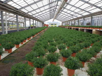 【先行予約】宿根アスター ミステリーレディ3色植え 5号鉢 ※北海道への配送不可 ※2025年9月下旬～10月中旬頃に順次発送予定
