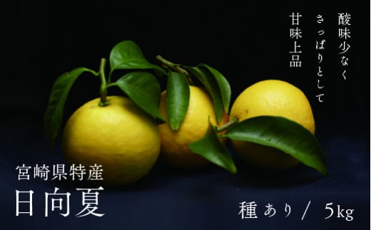 初春の旬 日向夏 種あり 5kg 先行受付