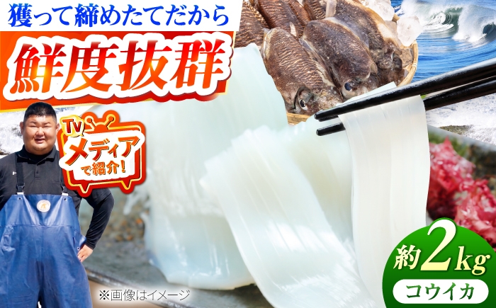 
                  【先行予約】築上町で捕れた コウイカ 約2kg (5～10杯)【2027年3月下旬以降順次発送】《築上町》【明青丸】 [ABCB007] イカ いか 刺身 烏賊 こういか kouika ika スミイカ 海鮮 魚介類 天ぷら 煮物 姿造り ギフト 贈り物 贈答用 人気 おすすめ 27000 27000円 2万7千円
                