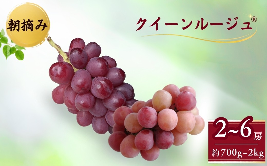 
                  【2026年先行予約】クイーンルージュ🄬 朝摘み  約700g ~ 約2kg｜果物 フルーツ 赤ぶどう 葡萄 ブドウ 種無し 種なし 皮ごと 千曲市 長野県 信州
                