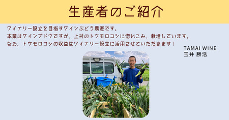 【 冷蔵 クール 】 朝採り トウモロコシ 熊さんのごちそうコーン 20本 ～ 22本 品種 ゴールドラッシュ TAMAI WINE 配送先は本州限定 2025年8月上旬頃から2025年8月下旬頃まで