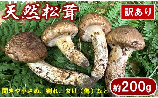 【期間限定】 岩手県産 松茸 天然 約200g 国産 松茸訳あり 【開きや小さめ、割れ、欠けなど】 家庭用
