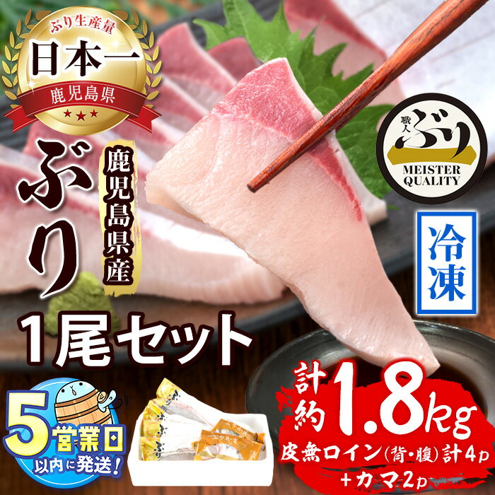 【ふるさと納税】＜すぐ届く！＞鹿児島産冷凍ぶり1尾セット(計1.8kg以上・ロイン背側/腹側計4P、カマ2P) ぶり ブリ 鰤 魚 海鮮 魚介 セット 刺身 さしみ 柵 しゃぶしゃぶ 煮魚 皮無し 半身 カマ 国産 鹿児島県産 垂水市産 ぶり職人【アクアブルー】AQ-4712-202605