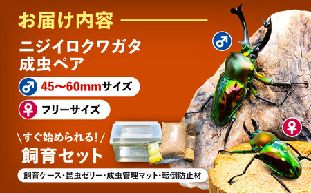 【一部配送不可地域あり】 ニジイロクワガタ成虫ペア（オスサイズ45mm〜60mm）飼育セット付き 愛西市 / 艶麗[AEDD002]