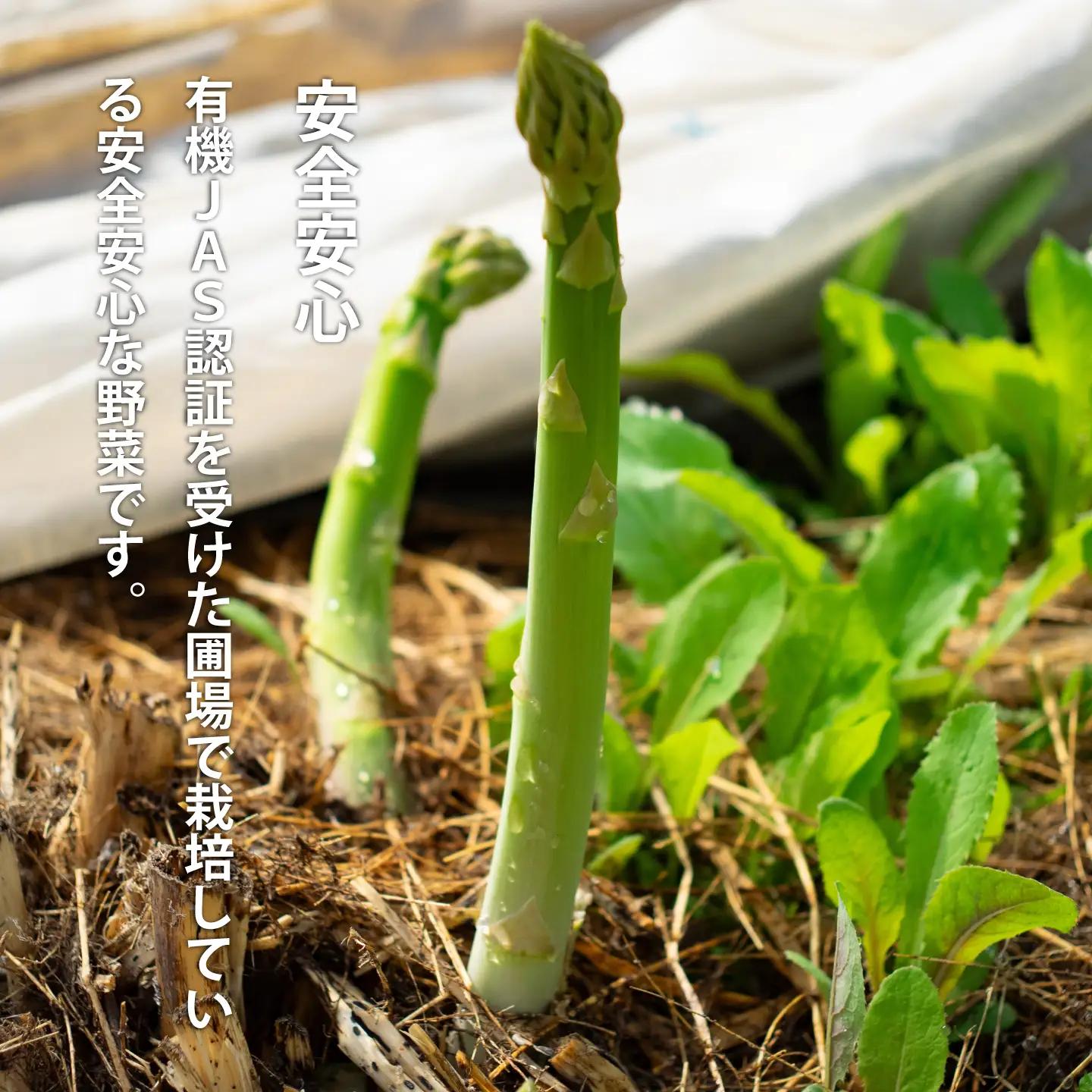 2027年産予約受付 アスパラガス 有機栽培  無農薬 無化学肥料 北海道 甘い アスパラガス アスパラ 北海道産 アサンテファーム 朝採り 朝採れ 新鮮 旬 アスパラ 数量限定【AO-002】