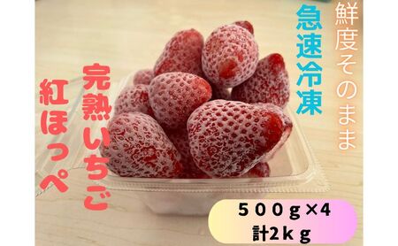 鮮度そのまま!!急速冷凍完熟いちご(紅ほっぺ)500g×4個セット　ふぁいんファーム