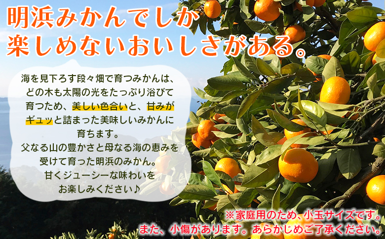 ＜愛媛県明浜産 天晴みかん（温州みかん）約3kg 小玉サイズ＞『2026年11月中旬～2027年1月上旬迄に順次出荷予定』 家庭用 訳あり ワケアリ 果物 くだもの フルーツ ミカン 柑橘 特産品 笑