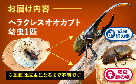 【先行予約】ヘラクレスオオカブト 幼虫1匹【配達不可：北海道・沖縄・離島】[AEDD004]