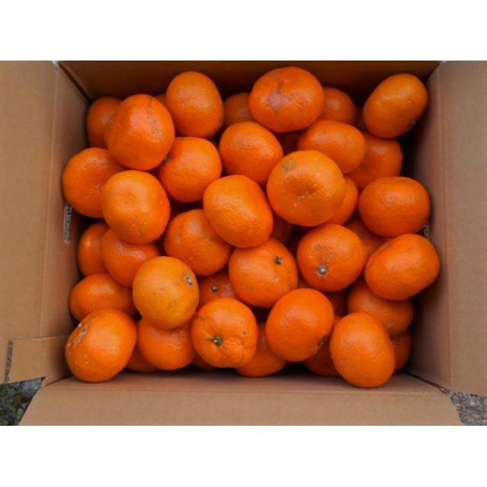 【ふるさと納税】紀州有田みかん 約10kg 2S～2Lいずれか ご家庭用 キズアリ［SL51］ | 和歌山 みかん ミカン 蜜柑 柑橘 柑橘類 かんきつ 果物 くだもの フルーツ 旬の果物 食品 食べ物 果実 おいしい 美味しい 家庭用