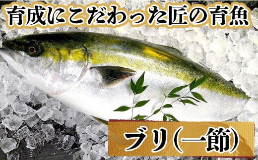 「育成にこだわった匠の育魚」匠の鰤セット 1節