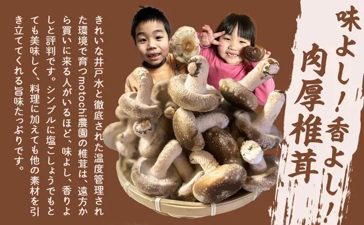 訳あり 菌床 椎茸 2kg (サイズ未選別・不揃い) motochi農園 岩手県九戸村