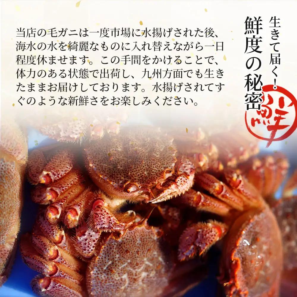 fn-40-001【出荷前にお電話します！】 活毛ガニ 1杯 (430g～530g) 三陸産【令和9年2月上旬～4月頃お届け】ヤマコー片桐鮮魚店