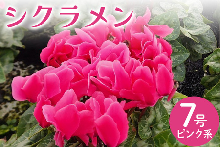 シクラメン 7号 ピンク系 フラワーギフト 鉢植え 鉢 ギフト ビッグサイズ 鉢花 お歳暮 ガーデンシクラメン ミニシクラメン プレゼント 希少 クリスマス 誕生日 結婚記念日 花ギフト
