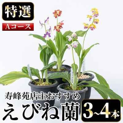 ふるさと納税 いちき串木野市 【個数限定】寿峰苑特選えびね蘭　店主おすすめ標準Aコース
