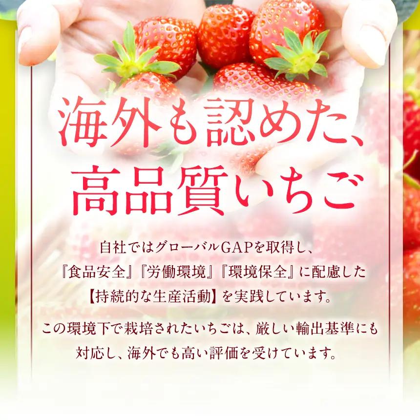 【定期便2回】ベリーツ × 2パック ( 約500g ) ( 1パック/250g前後 ) | いちご ベリー フルーツ 果物 産地直送 大分県 中津市