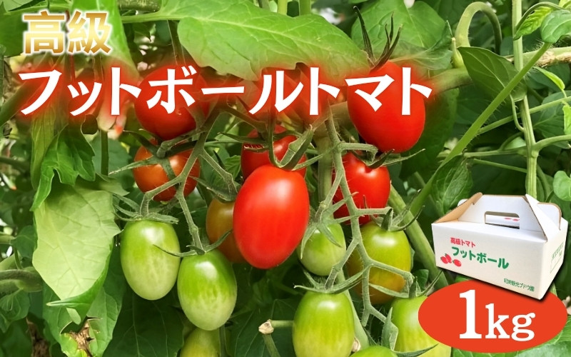 
            高級 フットボールトマト 1kg ※12月上旬～2025年5月中旬まで順次発送 / 田辺市 ミニトマト プチトマト フルーツトマト 野菜 やさい 新鮮 おいしい 贈答 贈り物 ギフト プレゼント リコピン ビタミン【kkb012】
          