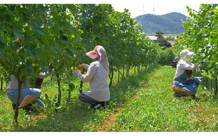 1257 ワインセット（シャルドネ・シャルドネスパークリング） 375ml × 2本