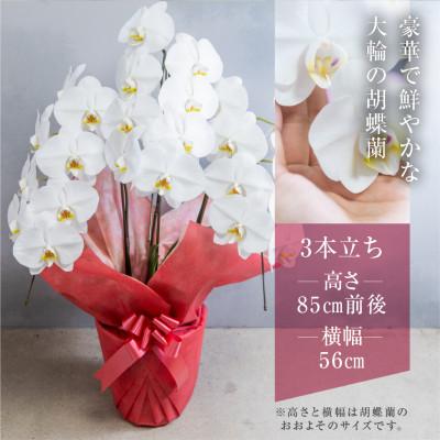 ふるさと納税 田原市 【ラッピング仕様】中村洋ランの胡蝶蘭　白大輪3本 |  | 01