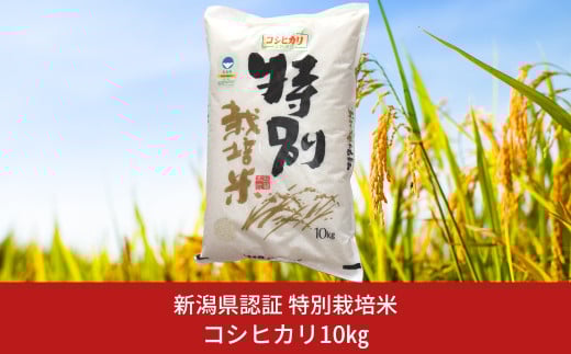 特別栽培米 コシヒカリ10kg 新潟県認証 令和7年産 新潟県三条市産 こしひかり 【018S025】