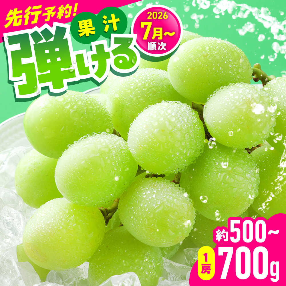 【ふるさと納税】【2026年発送分 先行予約】【数量限定】シャインマスカット 1房（約500～700g）　【中島農園】 合志市 熊本県 産地直送 マスカット ますかっと シャインマスカット しゃいんますかっと ブドウ 葡萄 果物 くだもの 大粒 種なし 皮ごと 季節限定 [AYCX002]