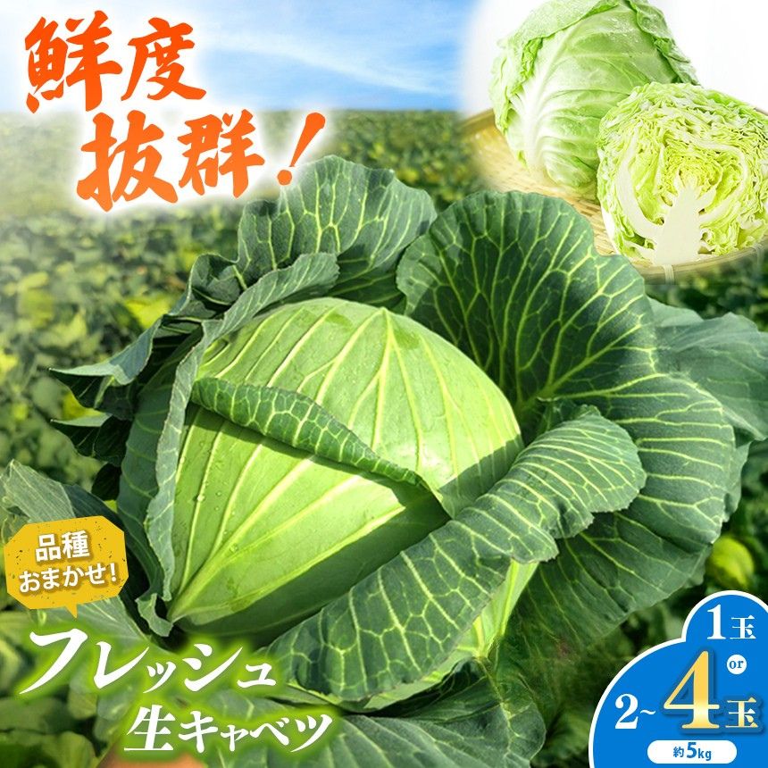 【ふるさと納税】【 先行予約 】 キャベツ 1玉～4玉 鮮度抜群！ 農業家が手がける旨味な きゃべつ 約4～5kg | うの福商店 うのふく とろける 味自慢 フレッシュ 新鮮 ロールキャベツ 存在感 回鍋肉 煮込み料理 千葉県 君津 きみつ