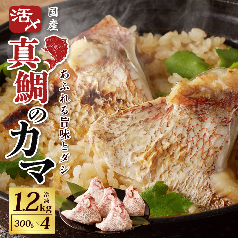 国産 活〆養殖 真鯛のカマ 合計1.2kg【小分け 300g×4P 訳あり サイズ不揃い 冷凍】