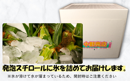 【先行予約】 とうもろこし 26本 【 コーン 】 小野商店