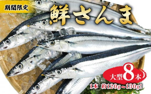 期間限定 鮮さんま 大型 8本（1本約120~130g) 冷蔵 サンマ 秋刀魚 旬 海鮮 魚貝類 魚介類 産地直送 新鮮さんま 魚 焼き魚 三陸さんま 岩手 さんま 大船渡市