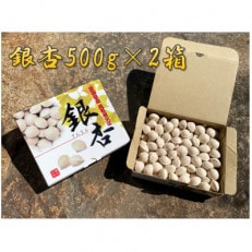 祖父江産こだわりの大粒銀杏【500g×2箱】