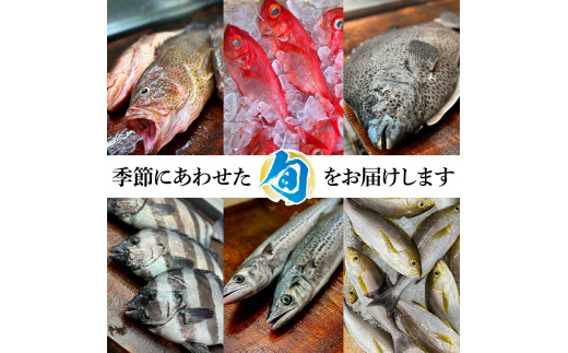 ～四国一小さなまち～ 土佐の朝どれ「旬」地魚詰め合わせ（2～3人前）朝獲れ 旬 鮮魚 魚 魚介 海鮮 海の幸 さかな 鮮度 セット おまかせ お任せ ウロコ・内臓・エラ処理済み