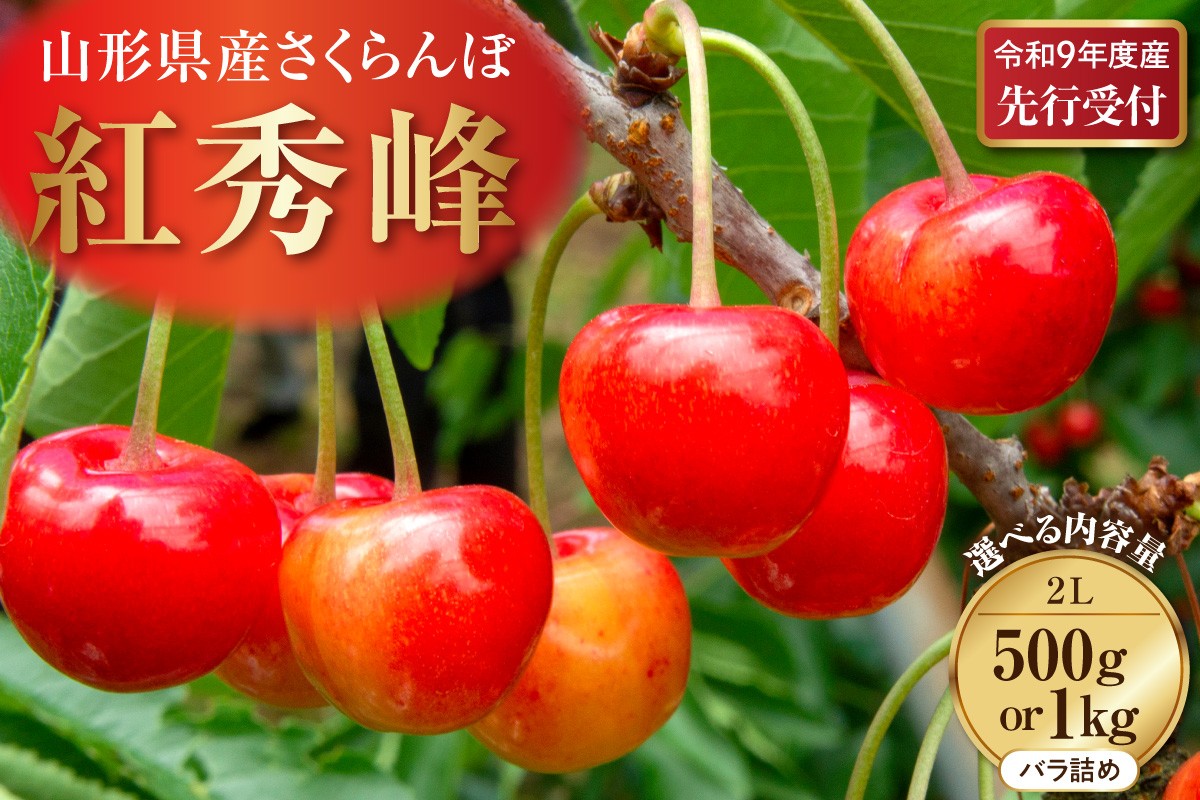 
                  選べる内容量!【令和9年産】さくらんぼ「紅秀峰」 1kg/500g 秀品 2Lサイズ 山形県河北町産【晴天畑】 (2027年産 先行受付 先行予約 大粒 さくらんぼ サクランボ チェリー べにしゅうほう ベニシュウホウ フルーツ 果物 くだもの 旬 高級 贈答用 ギフト プレゼント 贈り物 産地直送 ご褒美 デザート スイーツ お祝い 送料無料 ふるさと納税)
                
