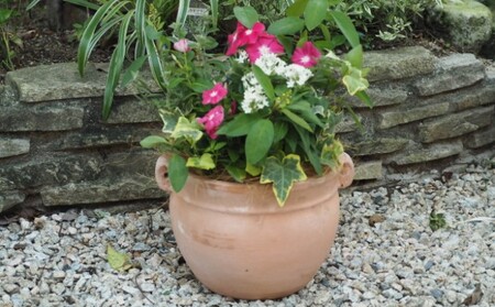 植物 寄植え 花 季節のお花 寄せ植え つぼ丸型 植物