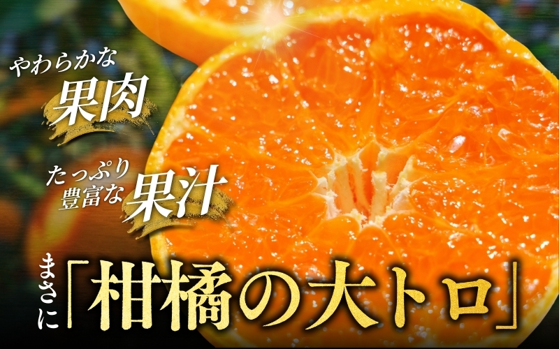 【先行予約】 せとか 5kg (2026年3月以降順次発送) / 柑橘の大トロ 高級 ブランド 希少 品種 和歌山蜜柑 和歌山ミカン 高級みかん 人気みかん みかんランキング 果物 くだもの フルーツ