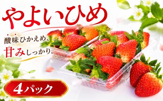 いちご やよいひめ 約 260g × 4パック 先行予約 【2027年1月より発送開始】 苺 イチゴ 果物 やよい姫 フルーツ くだもの デザート 野菜 完熟 朝採れ 新鮮 国産 茨城県 筑西市 関東