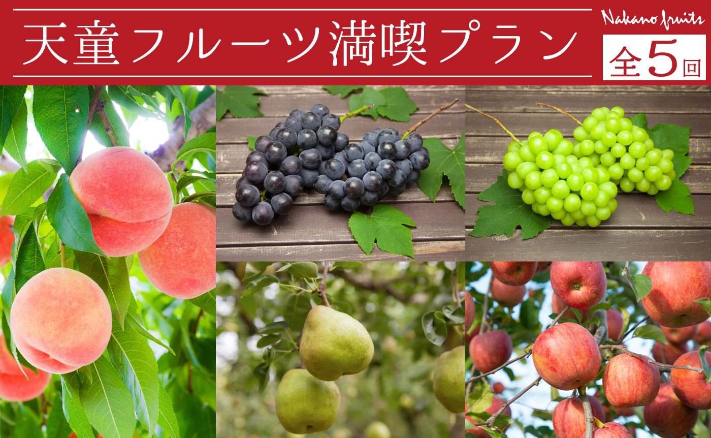 
            08-06-031　天童フルーツ満喫プラン(定期便)全5回
          