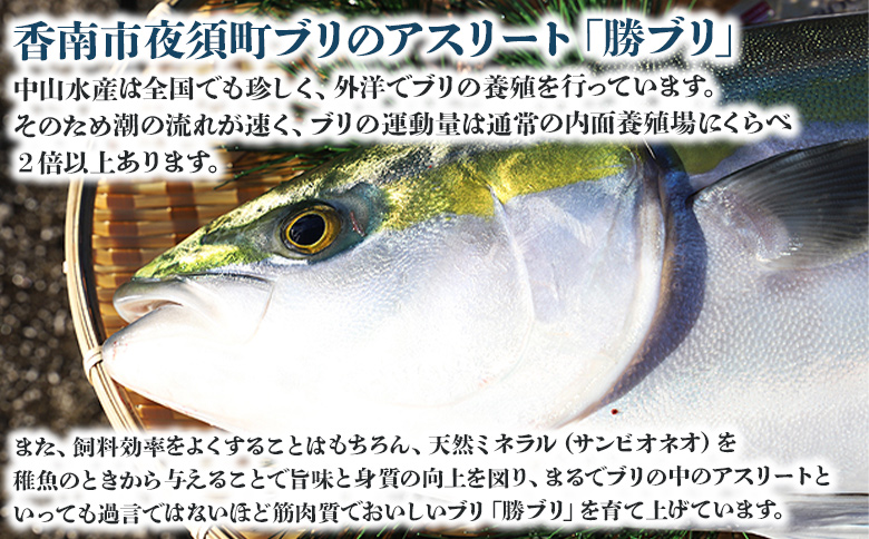 【3回定期便】手結沖養殖「勝ブリ」 1匹(5kg～6kg) 【先行申込】 - 期間限定 魚 ぶり 鰤 寒ブリ 海鮮 鮮魚 魚介類 海の幸 ギフト お刺身 煮物 焼き魚 おかず 手結沖養殖 産地直送 の
