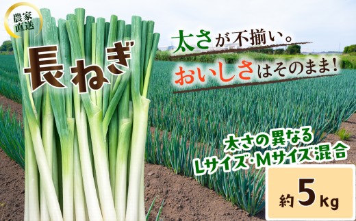 訳あり 長ねぎ《訳あり/正規品・容量が選べる！》訳あり 茨城県産 5kg / 10kg【茨城県 下妻市産 長ねぎ 長ネギ 長葱 白ねぎ 白ネギ 白葱 ねぎ ネギ 葱 野菜 採れたて 旬野菜 季節の野菜 鍋 おすすめ】