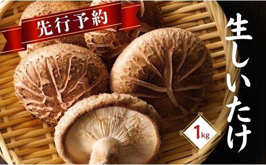 【先行予約・大分県産 生しいたけ】椎茸 大分県産 しいたけ 津久見で育てた肉厚 生しいたけ 1㎏ | しいたけ 干し椎茸 しいたけステーキ 干椎茸 菌床しいたけ きのこ ギフト 国産 産地直送 津久見