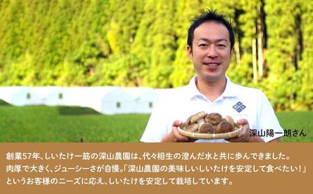 【肉厚で、大きく、ジューシー】瀬戸内しいたけ 1,200g｜【しいたけ・シイタケ・椎茸・新鮮しいたけ・おすすめしいたけ・シイタケ・美人しいたけ・自宅用しいたけ・椎茸・お取り寄せしいたけ・しいたけ・国産