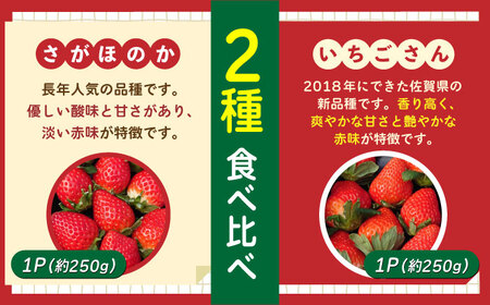 【12〜4月発送】農園直送「いちごさん・さがほのか」500g（約250g×2パック）【花祭果実】フルーツ 果物 くだもの イチゴ 苺 いちご 食べ比べ 食べくらべ 2品種 二品種 お試し 新鮮 農家直